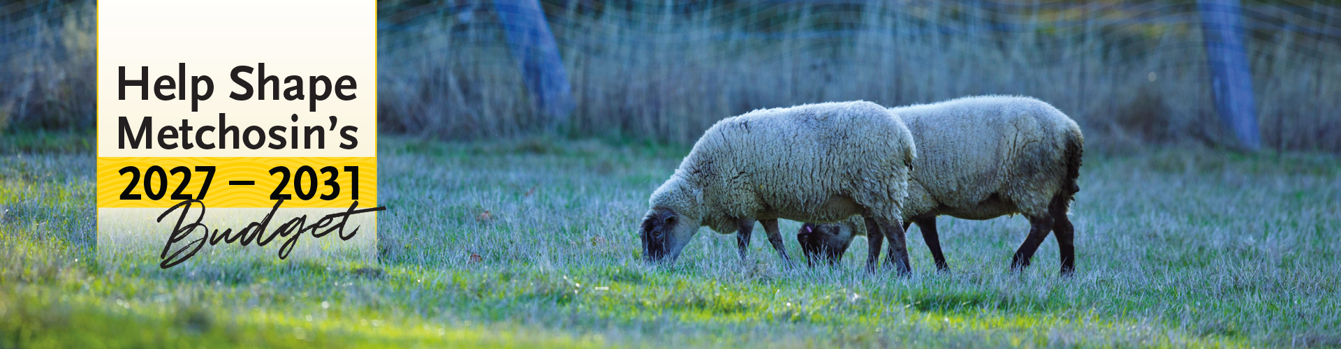 Sheep eating in a field, with notice of the Budget Survey