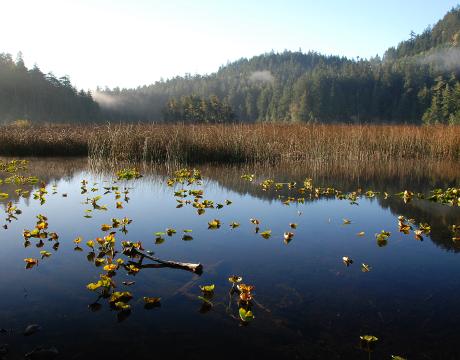 Fallen leaves on lake