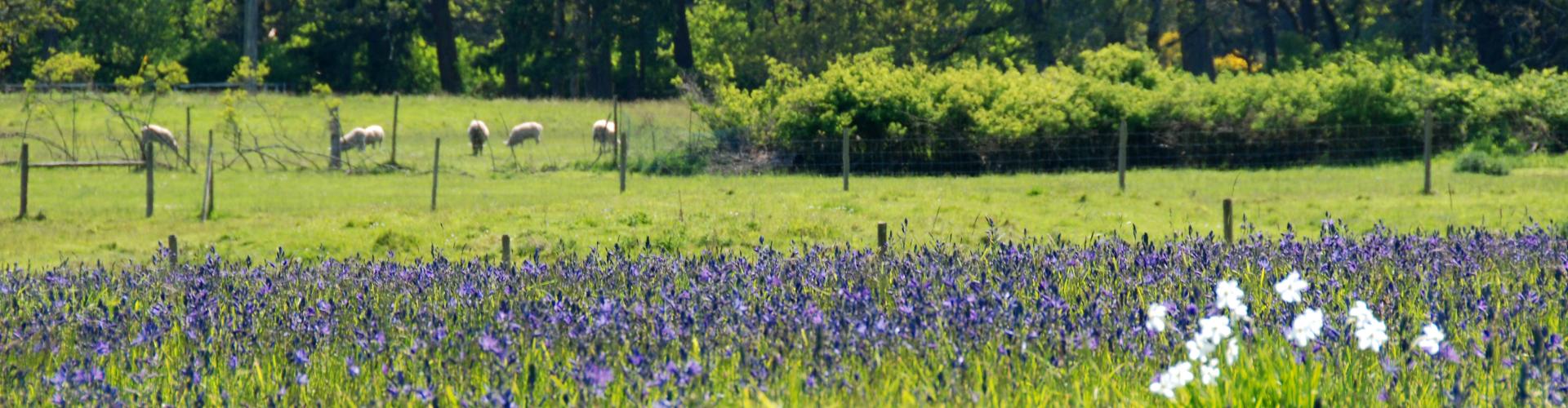 Flowers in field with animals in background