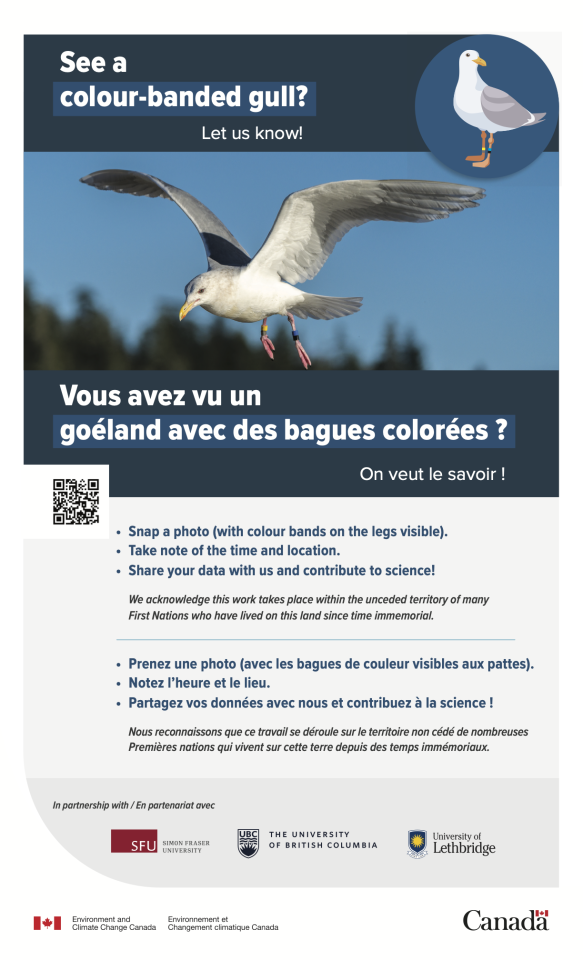 Salish Sea Gull Project