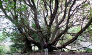 Large, sprawling, mature Arbutus tree.
