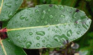 Green leaf from an Arbutus tree with water droplets on its surface