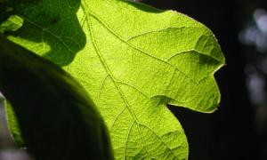 Green Garry Oak tree leaf.