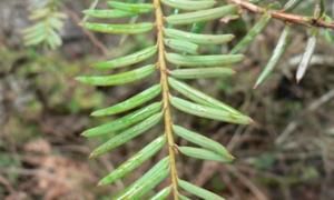 Green Western Yew leaves on a branch. 