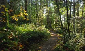 Forest trees and sunlight