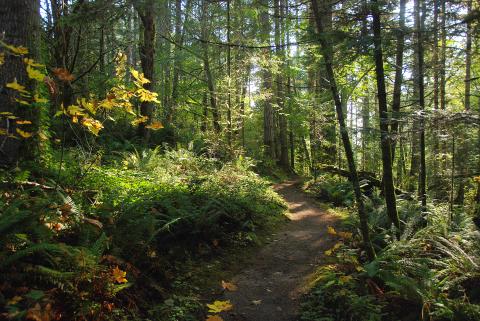 Forest trees and sunlight